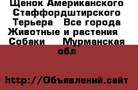 Щенок Американского Стаффордштирского Терьера - Все города Животные и растения » Собаки   . Мурманская обл.